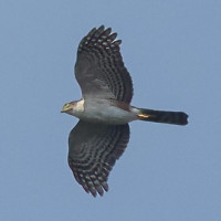 Sharp-shinned Hawk